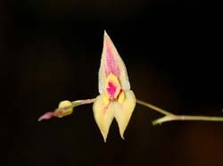Lepanthes_electilis_EG_cd