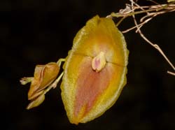 Lepanthes_escobariana2_ws_cd