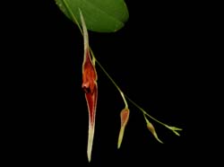Lepanthes_ionoptera_ws_cd