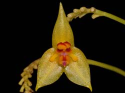 Lepanthes_ligiae_ws_cd