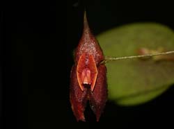 Lepanthes_longiracemosa2_WS_cd