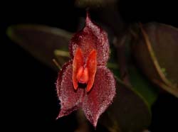 Lepanthes_longiracemosa_WS_cd