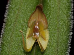 Lepanthes_melpomene_ws_cd