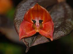 Lepanthes_niessenii2_ws_cd