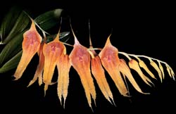lepanthes_tibuchinicola_cd