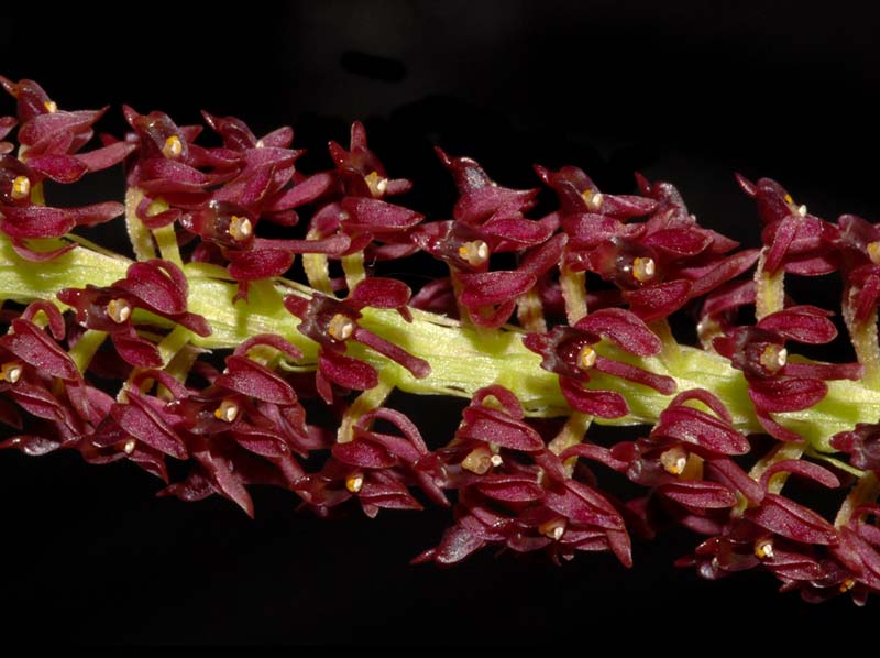 Malaxis_acuminata_ws_cd