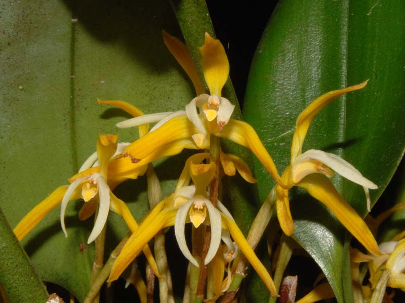 Maxillaria_hennesiana_ws_cd