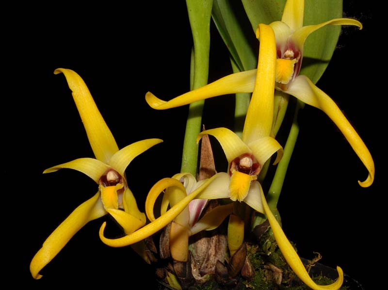 Maxillaria_leptosepala_ws_cd