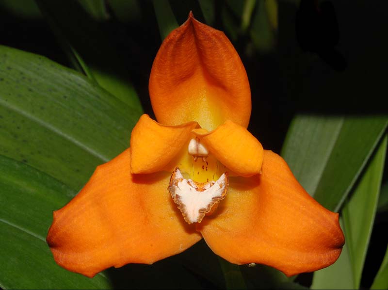 Maxillaria_molitor_ws_cd