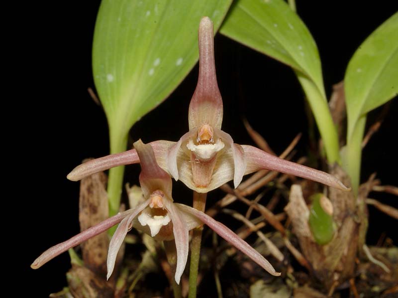 Maxillaria_reichenheimiana_ws_cd