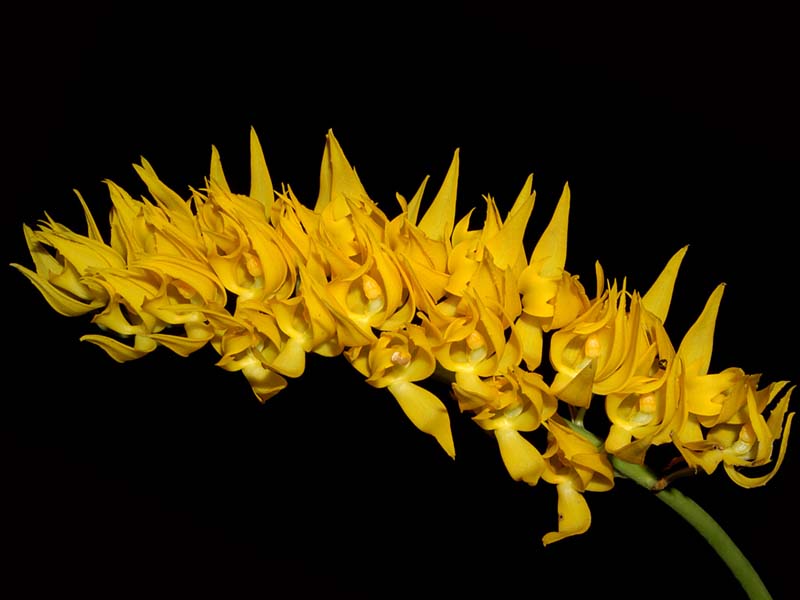 Mormodes_maculata_concolor2_WS_cd