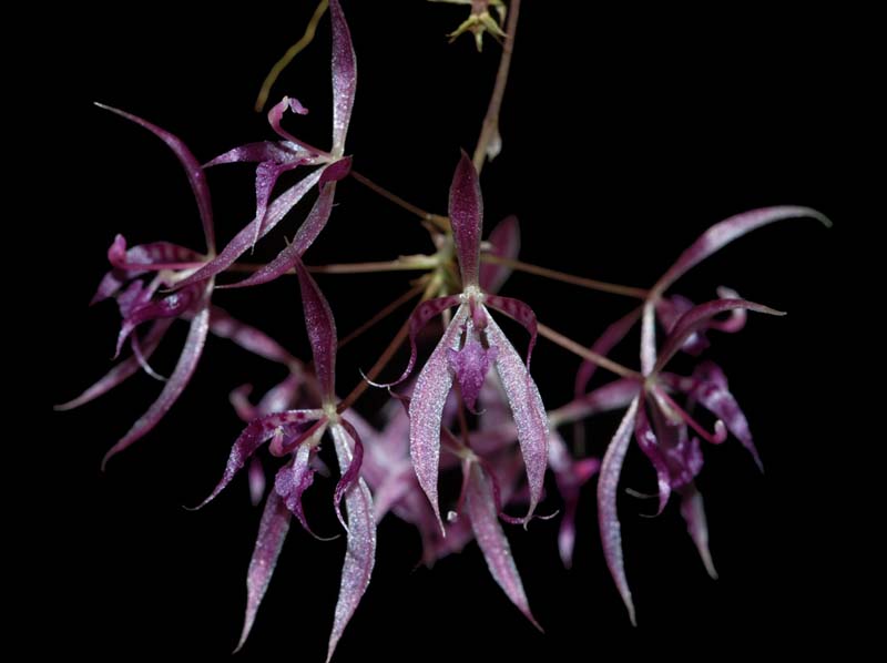 macroclinium_manabinum_2_ws_cd