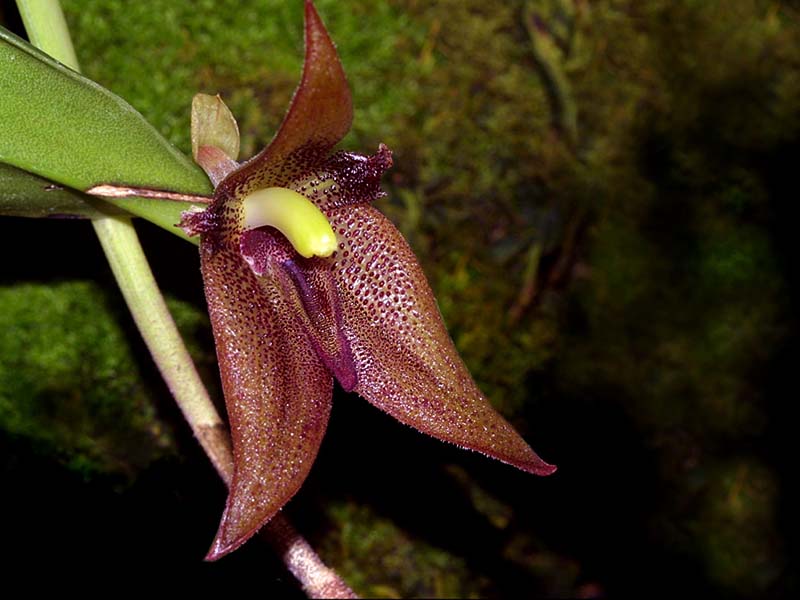 myoxanthus_serripetalus_cd
