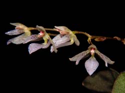 Macroclinium_chasei_ws_cd