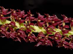 Malaxis_acuminata_ws_cd