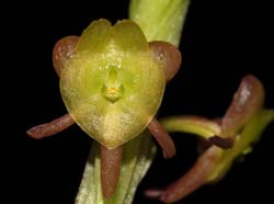 Malaxis_josephiana_ws_cd