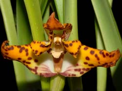Maxillaria_elegantula_ws_cd