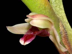 Maxillaria_equitans_ws_cd