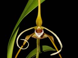 Maxillaria_fractiflexa_ws_cd