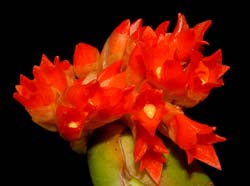 Maxillaria_fulgens_ws_cd