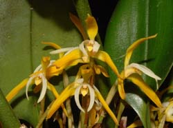 Maxillaria_hennesiana_ws_cd