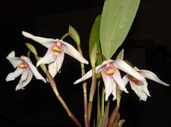 Maxillaria_hirtzii2_ws_cd
