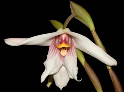 Maxillaria_hirtzii_ws_cd