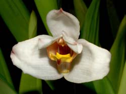 Maxillaria_huebschii_ws_cd