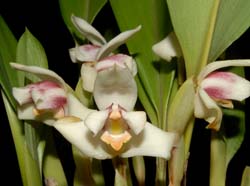 Maxillaria_irrorata_ws_cd