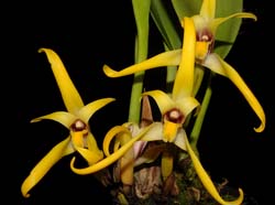 Maxillaria_leptosepala_ws_cd