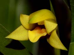 Maxillaria_longibracteata_ws_cd