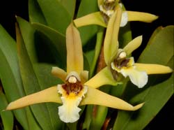 Maxillaria_mathewsii_ws_cd