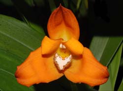 Maxillaria_molitor_ws_cd