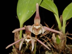 Maxillaria_reichenheimiana_ws_cd