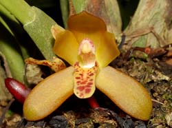 Maxillaria_rufescens_ws_cd