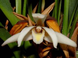 Maxillaria_setigera2_ws_cd