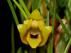 Maxillaria_vitelliniflora_ws_cd