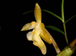 Micropera_pallida_ws_cd