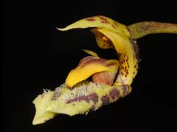 Monomeria_dichroma_ws_cd