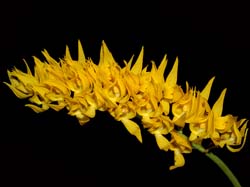 Mormodes_maculata_concolor2_WS_cd