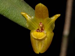 Myoxanthus_uxorius_ws_cd