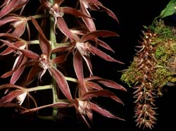 macradenia_brassavolae_cd
