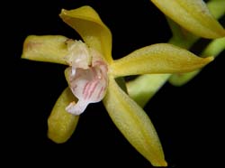 macradenia_lutescens_ws_cd