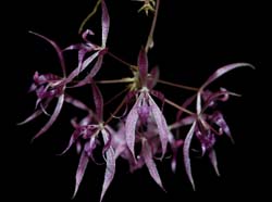 macroclinium_manabinum_2_ws_cd