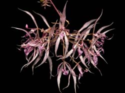 macroclinium_manabinum_cd