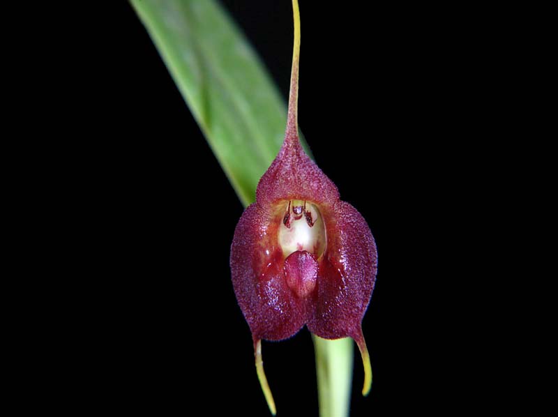 Masdevallia teaguei_EG_cd