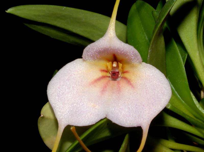 Masdevallia_amoena_ws_cd