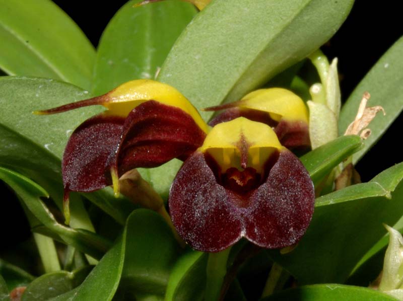 Masdevallia_brachyura_ws_cd
