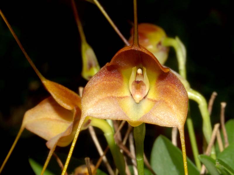 Masdevallia_calocalix_ws_cd
