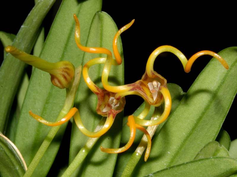 Masdevallia_caudivolvula_ws_cd